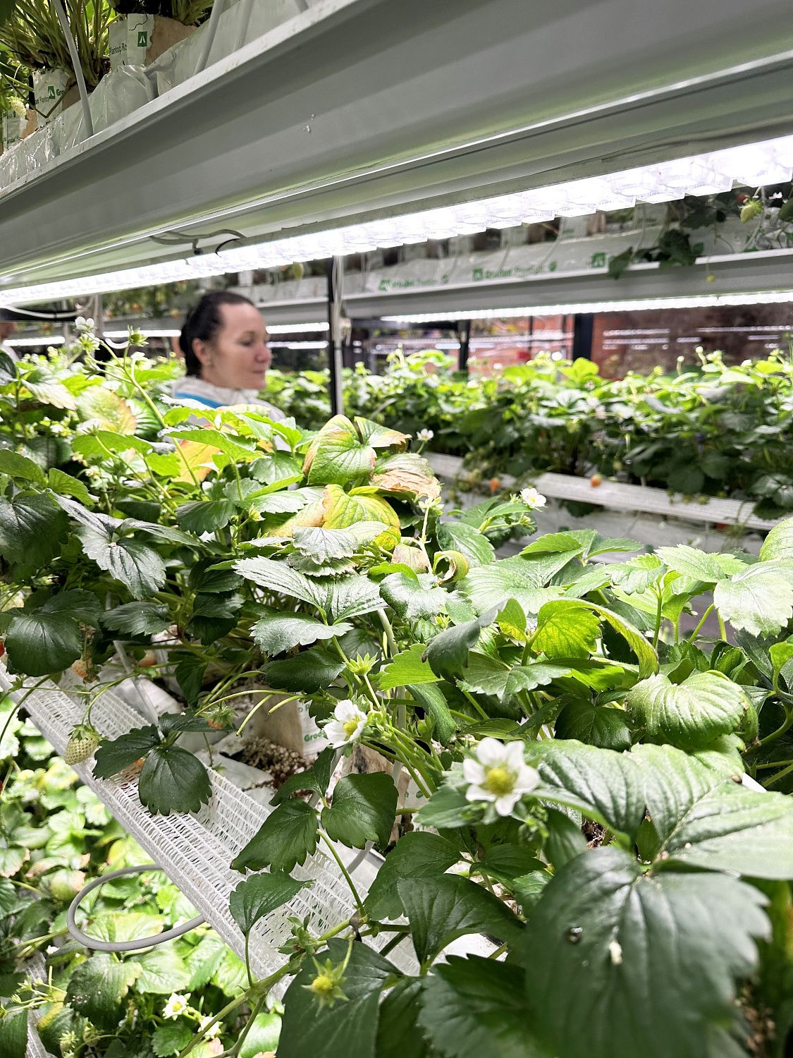 Поздравление с 8 марта